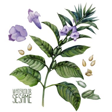 Suluboya susam çiçekler