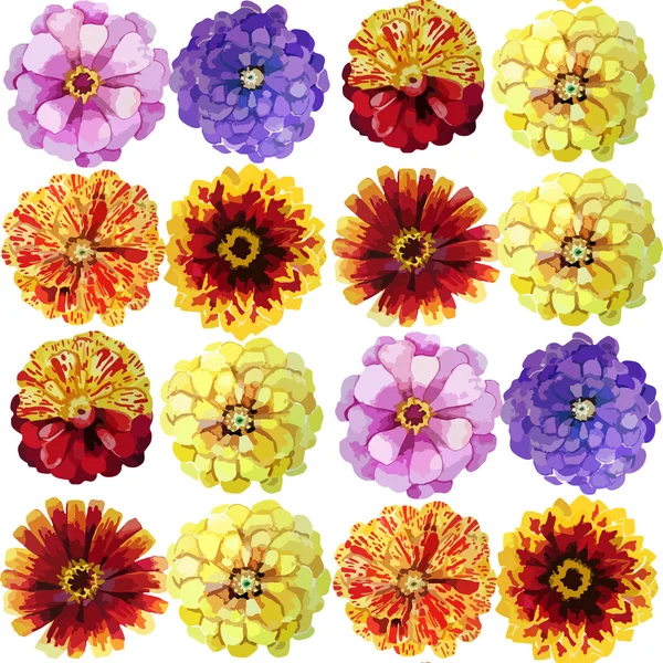 Watercolor zinnia pattern — Stock Vector