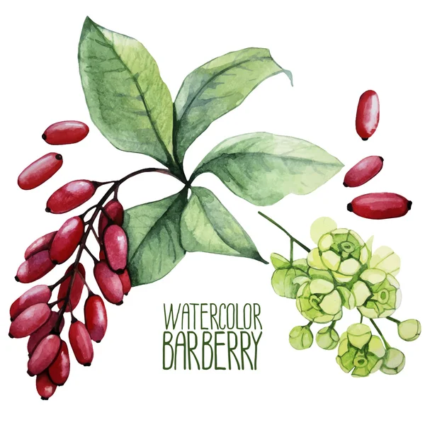 Watercolor barberry set — Stock Vector