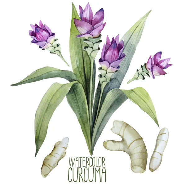 Set curcuma acquerello — Vettoriale Stock