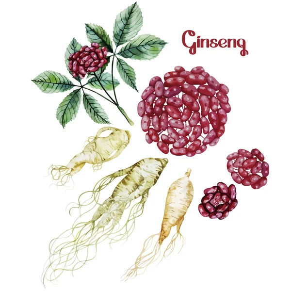 Acuarela raíz de ginseng y bayas — Vector de stock