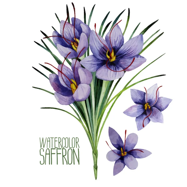 Watercolor saffron flowers — Stock Vector