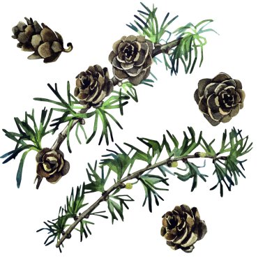 Suluboya larch koniler ve dalları 