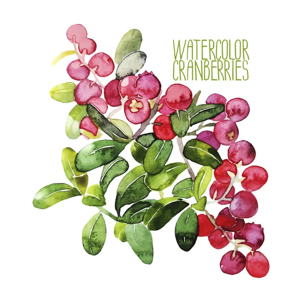 Aquarell-Vektor Preiselbeeren — Stockvektor