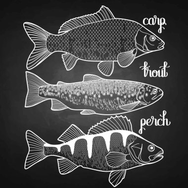 Grafik balık koleksiyonu