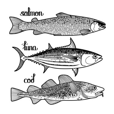 Grafik balık koleksiyonu