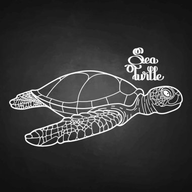 hawksbill deniz kaplumbağası