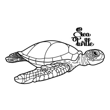 hawksbill deniz kaplumbağası