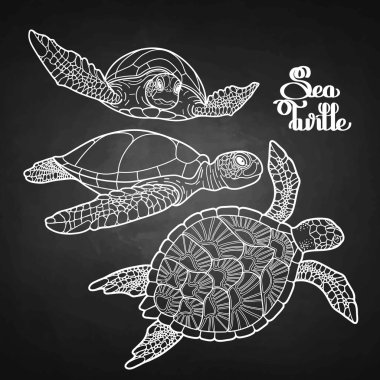 Hawksbill deniz kaplumbağası koleksiyonu