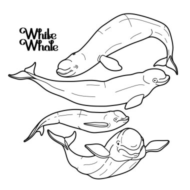 Grafik beluga balina koleksiyonu