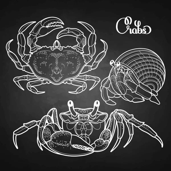 Graphic  crab collection — Stock Vector