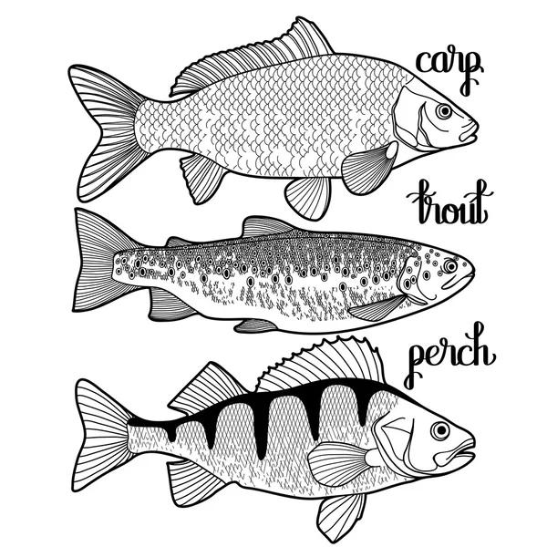 Colección gráfica de peces — Archivo Imágenes Vectoriales