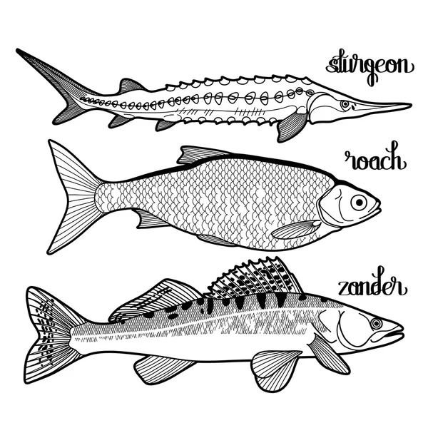 Coleção gráfica de peixes —  Vetores de Stock