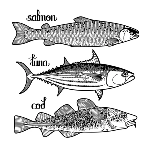 Samling av grafiska fiskar — Stock vektor