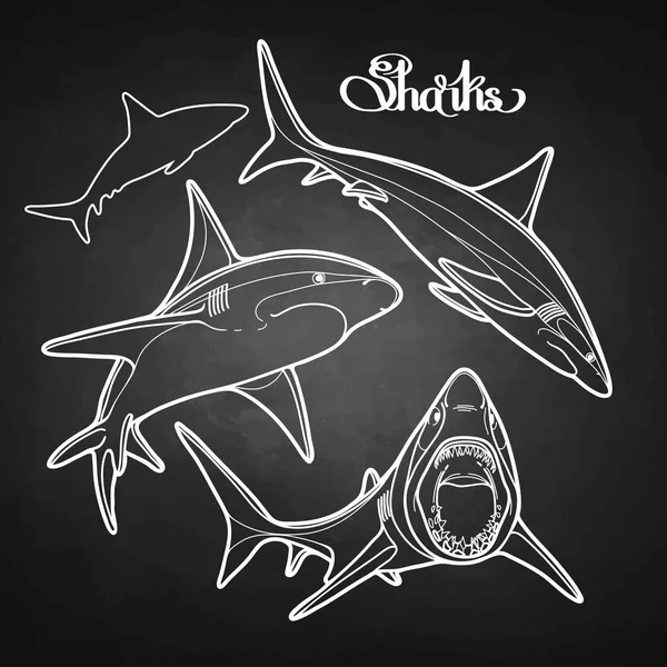サメのグラフィック コレクション — ストックベクタ