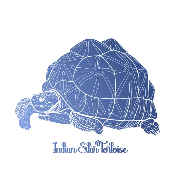 Indische Sternschildkröte — Stockvektor