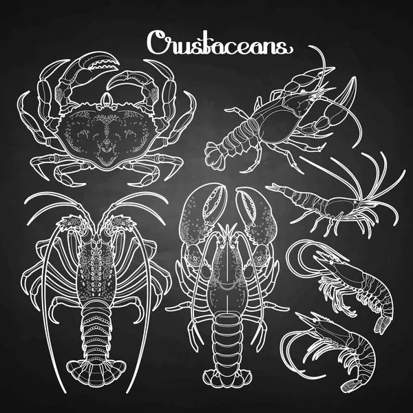 Graphic crustaceans collection — Stok Vektör