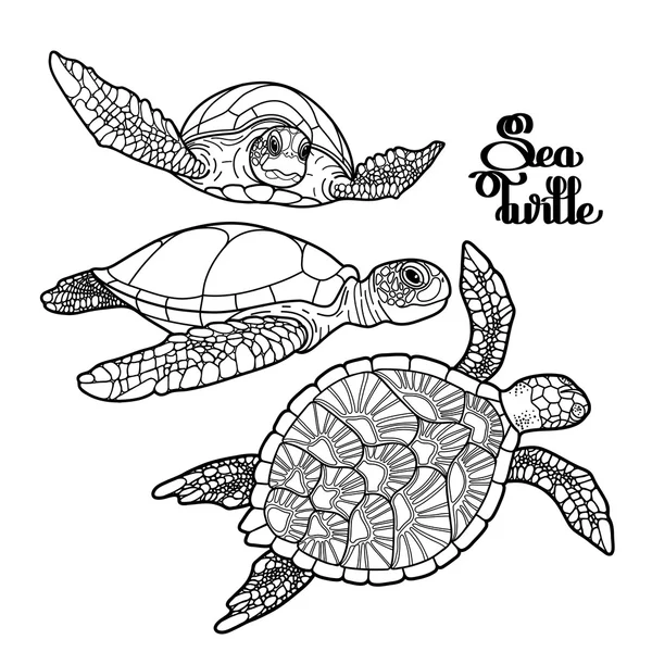 Hawksbill colección de tortugas marinas — Vector de stock