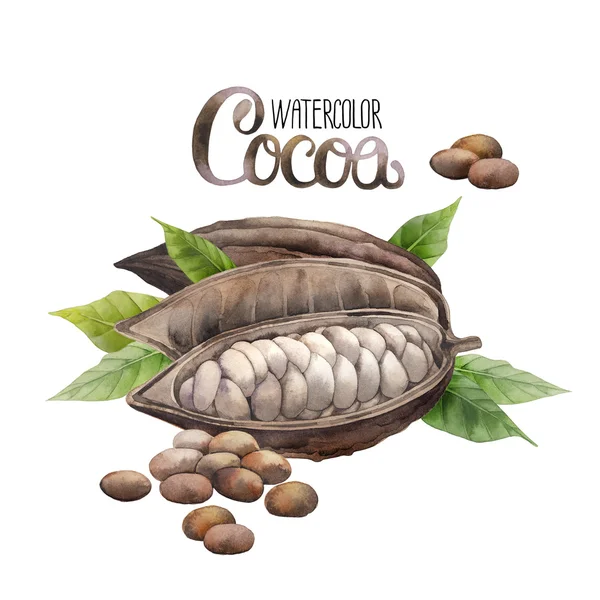 Watercolor cocoa fruit — Stock Photo, Image