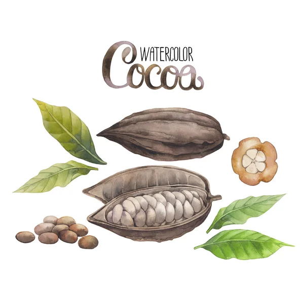 Acuarela cacao fruta —  Fotos de Stock