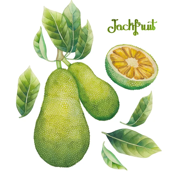 Akvarell jackfrukter set — Stockfoto