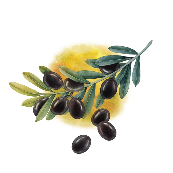 Aquarela ramo de azeitona preta — Fotografia de Stock