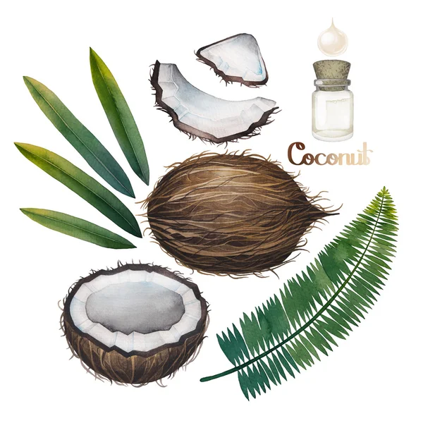 Acquerello collezione cocco — Foto Stock