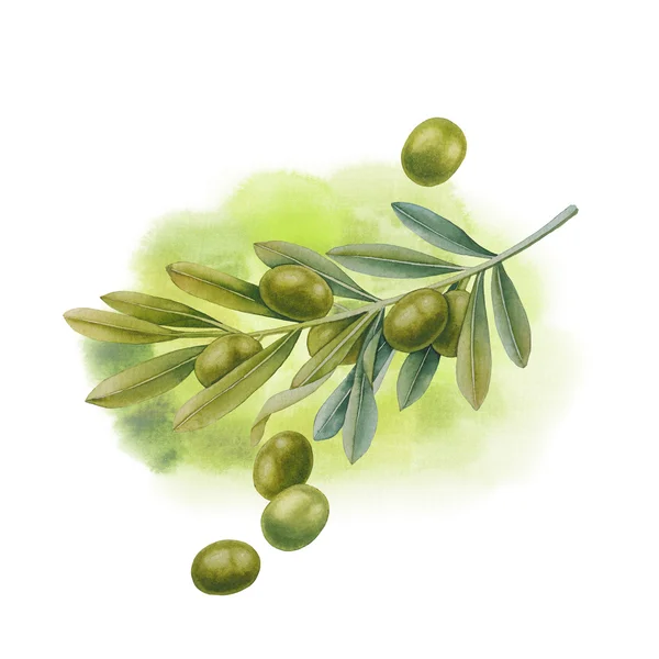 Watercolor green olive branch — Stock Photo, Image