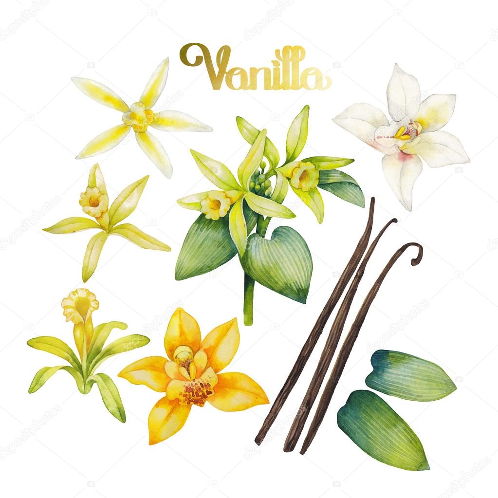 Watercolor vanilla flower — Stock Photo © homunkulus28 110986894