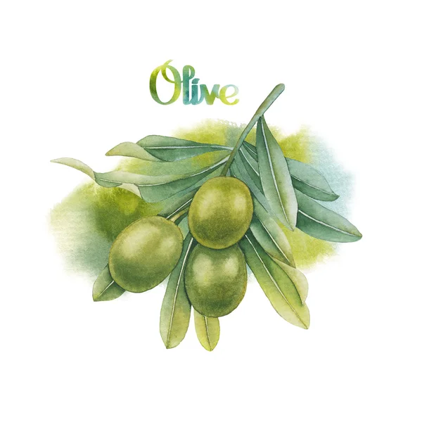 Acquerello ramo d'ulivo verde — Foto Stock