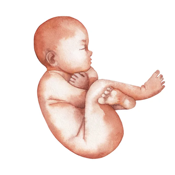 Acuarela feto aislado —  Fotos de Stock