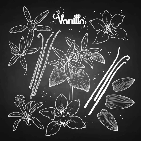 Graphic vanilla flowers — Stock Vector