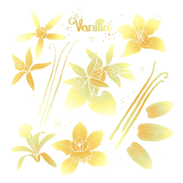Flores de vainilla gráfica — Archivo Imágenes Vectoriales