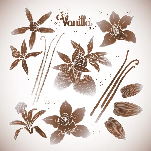 Grafische vanille bloemen — Stockvector