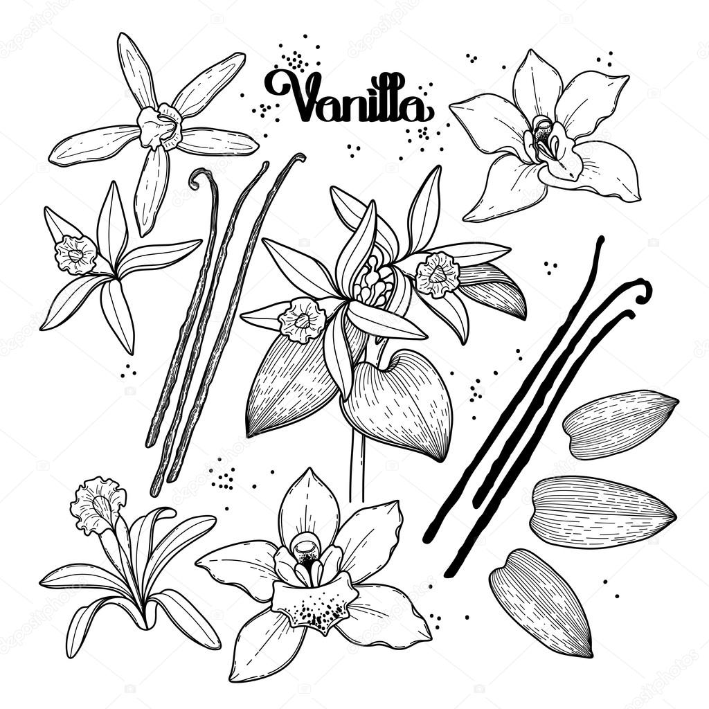 Collezione di fiori di vaniglia grafico isolato su priorit  bassa bianca Elementi di disegno floreale di vettore Disegno di pagina di libro da colorare