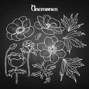 Grafik anemon topluluğu