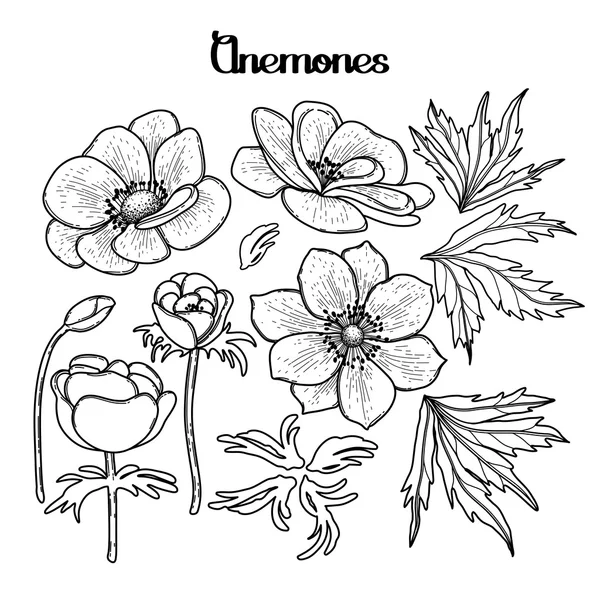 Samling av grafisk anemoner — Stock vektor