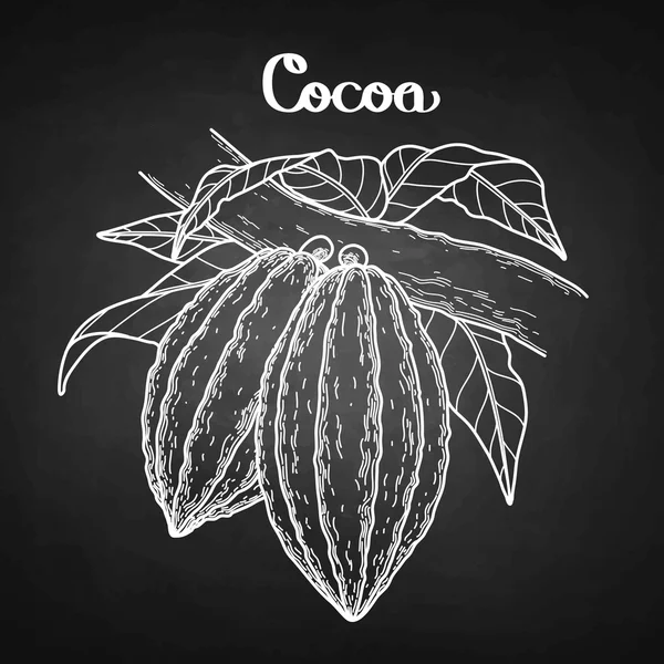 Fruits de cacao graphiques — Image vectorielle
