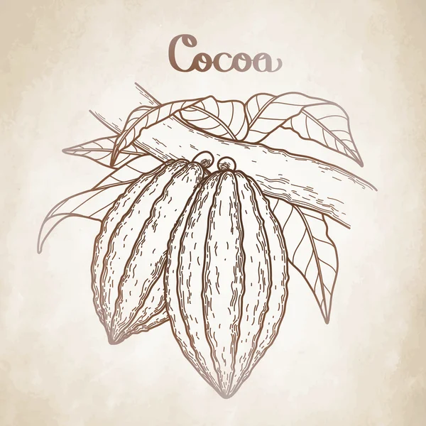 Afbeelding Cacao vrucht — Stockvector