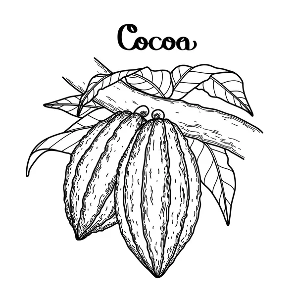 Graphic cocoa fruit — Stock Vector