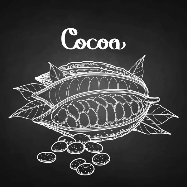 Afbeelding Cacao vrucht — Stockvector