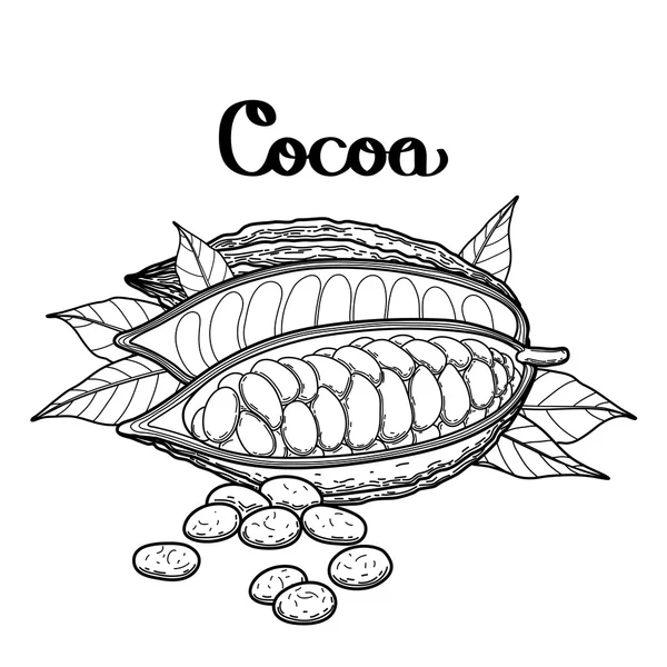 Afbeelding Cacao vrucht — Stockvector