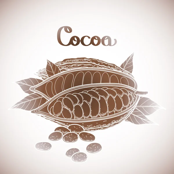 Graphic cocoa fruit — Stock Vector