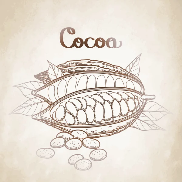 그래픽 코코아 열매 — 스톡 벡터