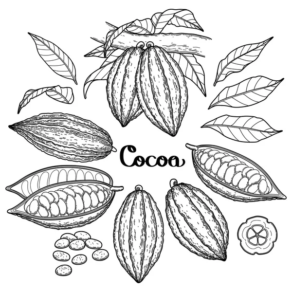 Afbeelding Cacao vrucht — Stockvector