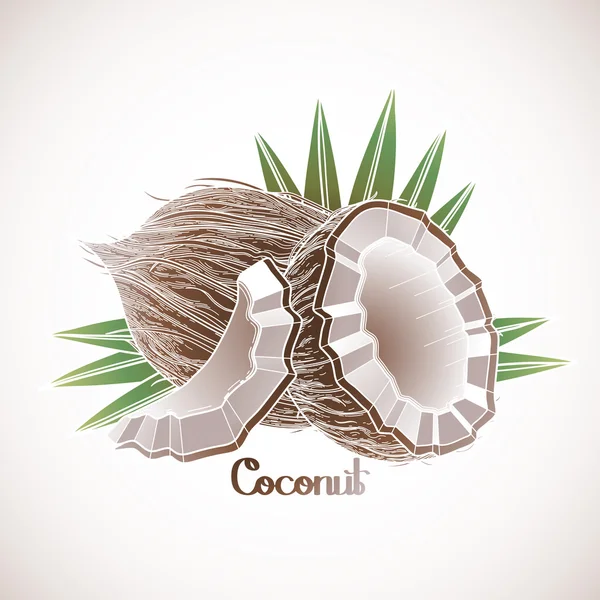 Grafisches Kokosnussdesign — Stockvektor