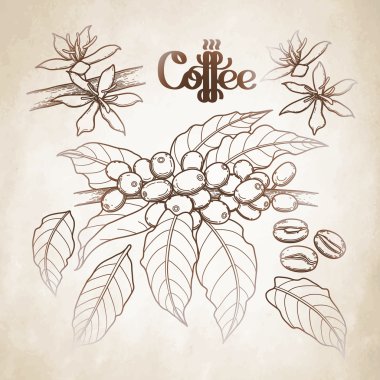 Grafik kahve toplama