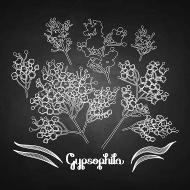 Grafik gypsophila seti