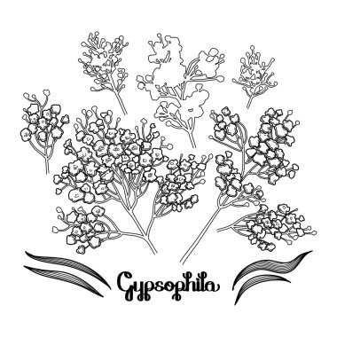 Grafik gypsophila seti