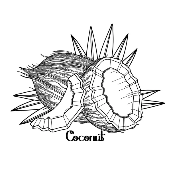 그래픽 코코넛 디자인 — 스톡 벡터